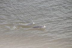 Anableps microlepis