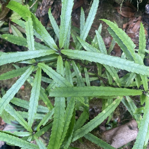 Tawari (Ixerba brexioides)