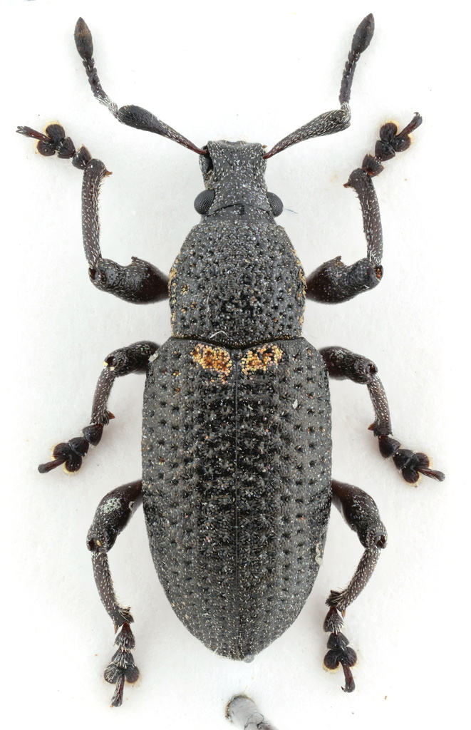 Melathra