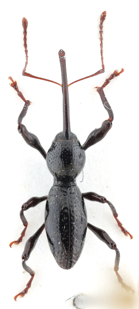 Sicoderus turnbowi