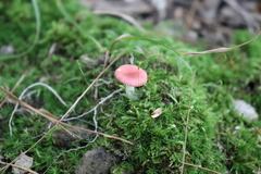 Russula silvicola