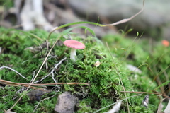 Russula silvicola