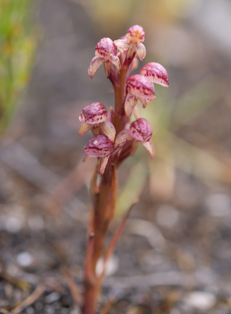 Disa neglecta