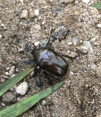 Pseudotorynorrhina japonica