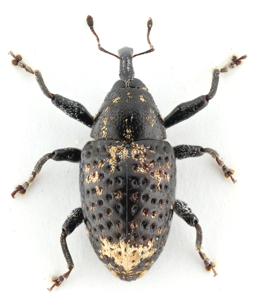 Pseudomus