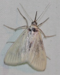 Sitochroa palealis