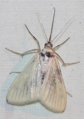 Sitochroa palealis
