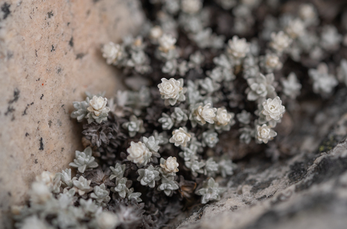Swartberg Everlasting (Helichrysum saxicola)