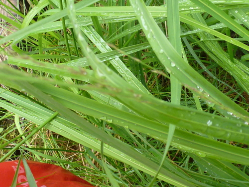 Purple moor grass