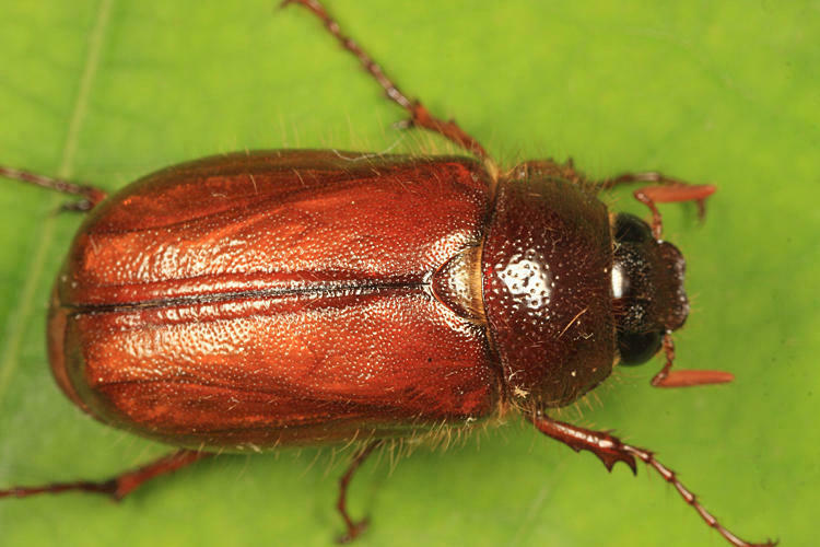 Phyllophaga longispina