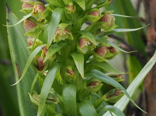Image of Big Bonnet (Pterygodium magnum) by (c) desertnaturalist, some rights reserved (CC BY)