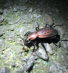 Carabus smaragdinus