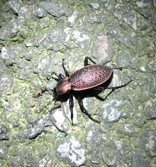 Carabus smaragdinus