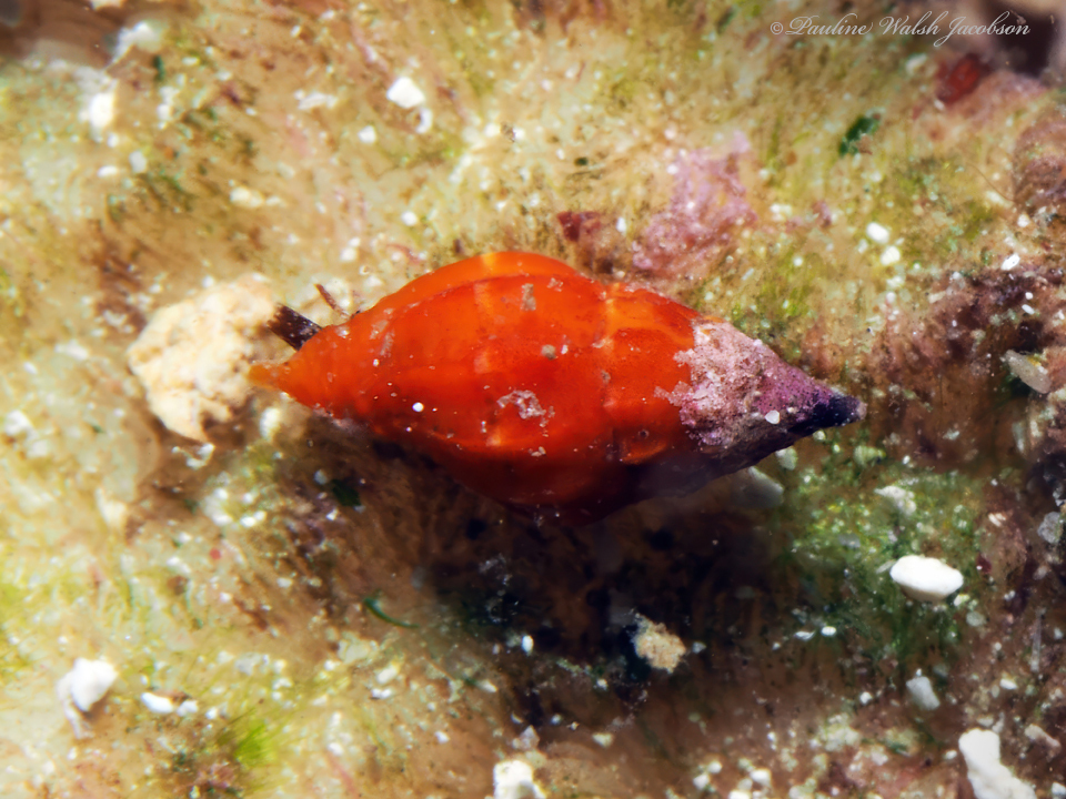Pusia cubana