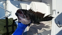 Centropristis striata