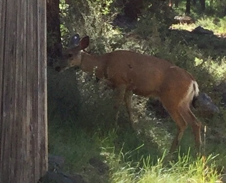 iNaturalist observation photo of Mule Deer
