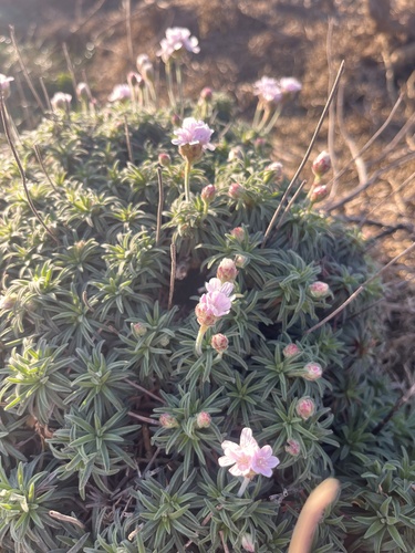 Armeria pubigera, photograph 1