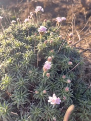 Armeria pubigera, photograph Daniel Castanhal García, CC BY, iNaturalist via GBIF