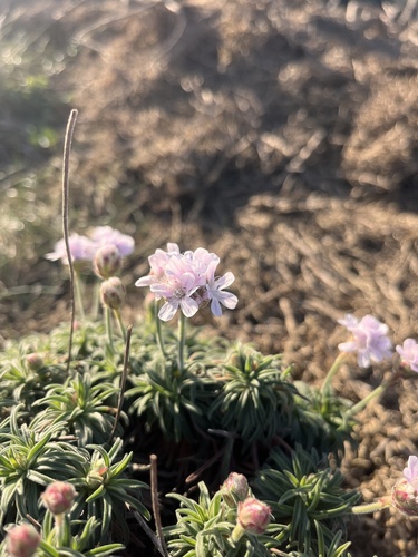 Armeria pubigera, photograph 2