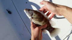 Tautogolabrus adspersus