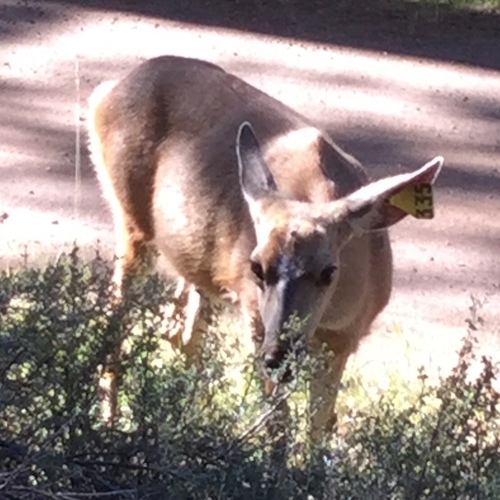 iNaturalist observation photo of Mule Deer