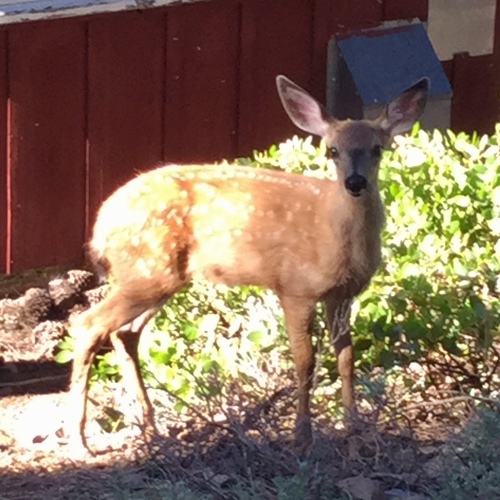 iNaturalist observation photo of Mule Deer
