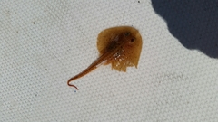 Leucoraja erinaceus