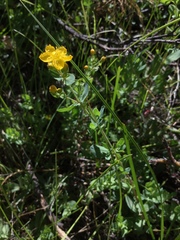 Hypericum scouleri