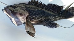 Centropristis striata