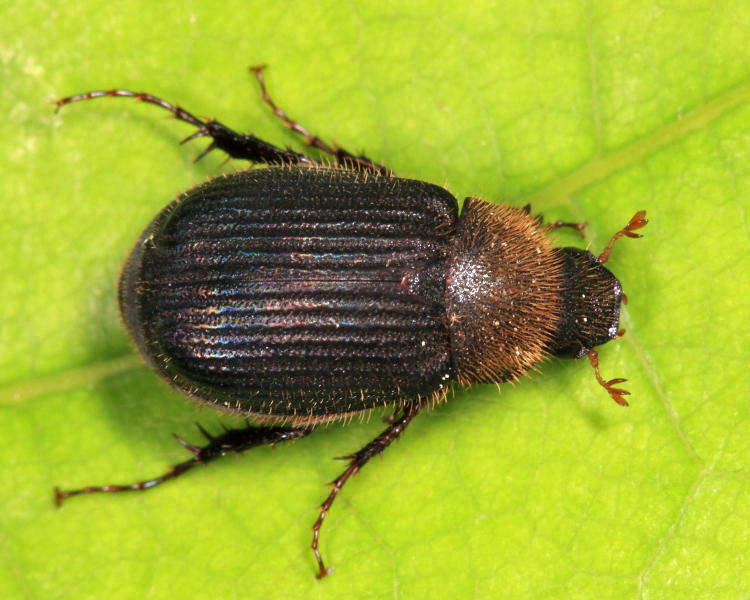Serica iricolor