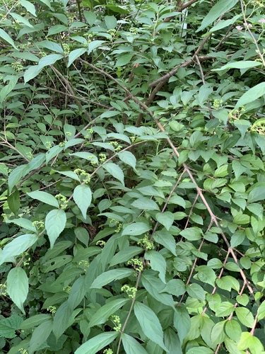 Purple beautyberry (Callicarpa dichotoma)