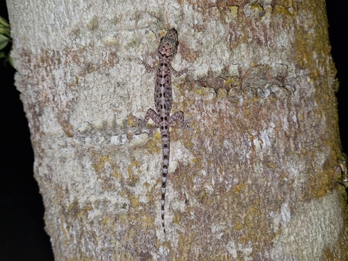 Gekko monarchus