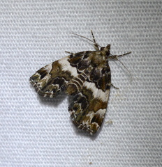 Cutina distincta