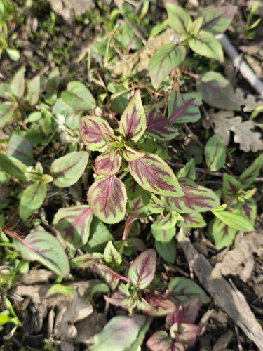 Amaranthus tricolor, photograph 2