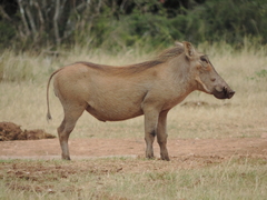 Phacochoerus africanus
