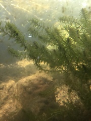 Elodea canadensis