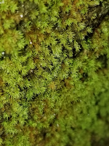 Anoectangium stracheyanum
