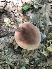 Lactifluus