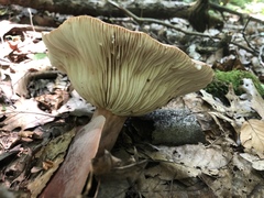 Lactifluus