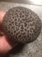 Strobilomyces strobilaceus image
