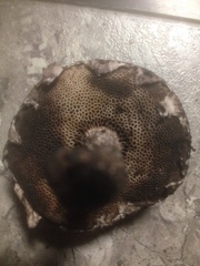 Strobilomyces strobilaceus image