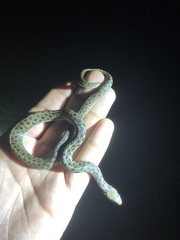 Thamnophis marcianus praeocularis