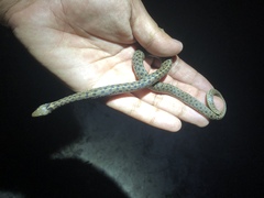 Thamnophis marcianus praeocularis