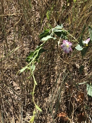Convolvulus arvensis