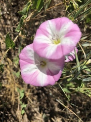 Convolvulus arvensis