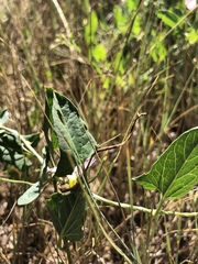 Convolvulus arvensis