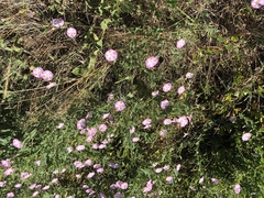 Convolvulus arvensis