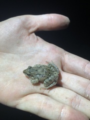 Leptodactylus fragilis