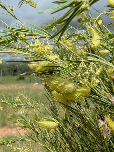 Narrow-leaf Cotton Bush