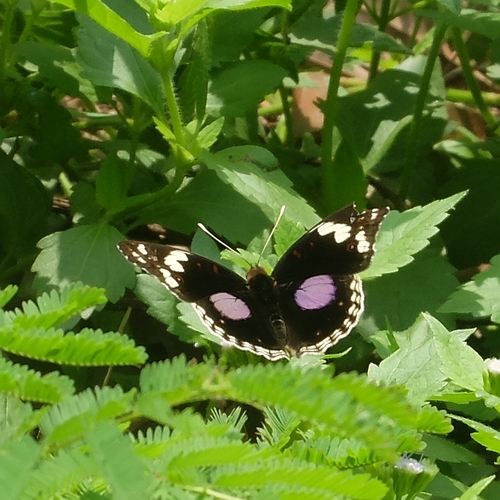 Blue-spot Pansy